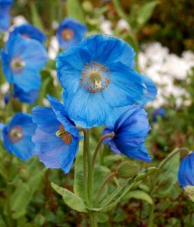 MECONOPSIS Mrs Jebb