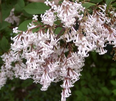 SYRINGA yunnanensis SBEC