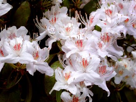 YUNNANENSE WHITE