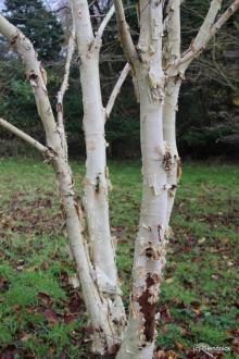 Betula utilis Jacquemontii