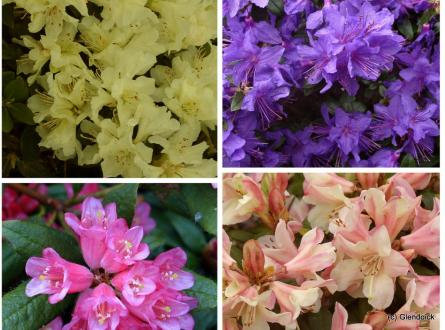 COLLECTION DWARF HYBRID RHODODENDRONS 10 X 3