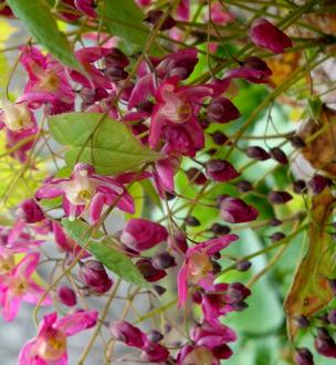 EPIMEDIUM rubrum