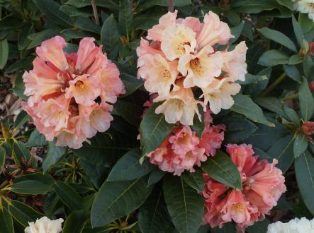2010/12B Glen Pett x macabeanum