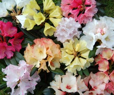 COLLECTION MEDIUM RHODODENDRON (10 plants) YAK, REPENS  WILLIAMS xs