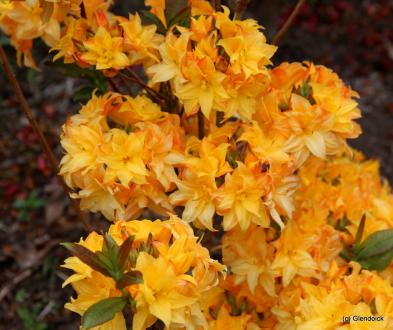 YELLOW POMPOM