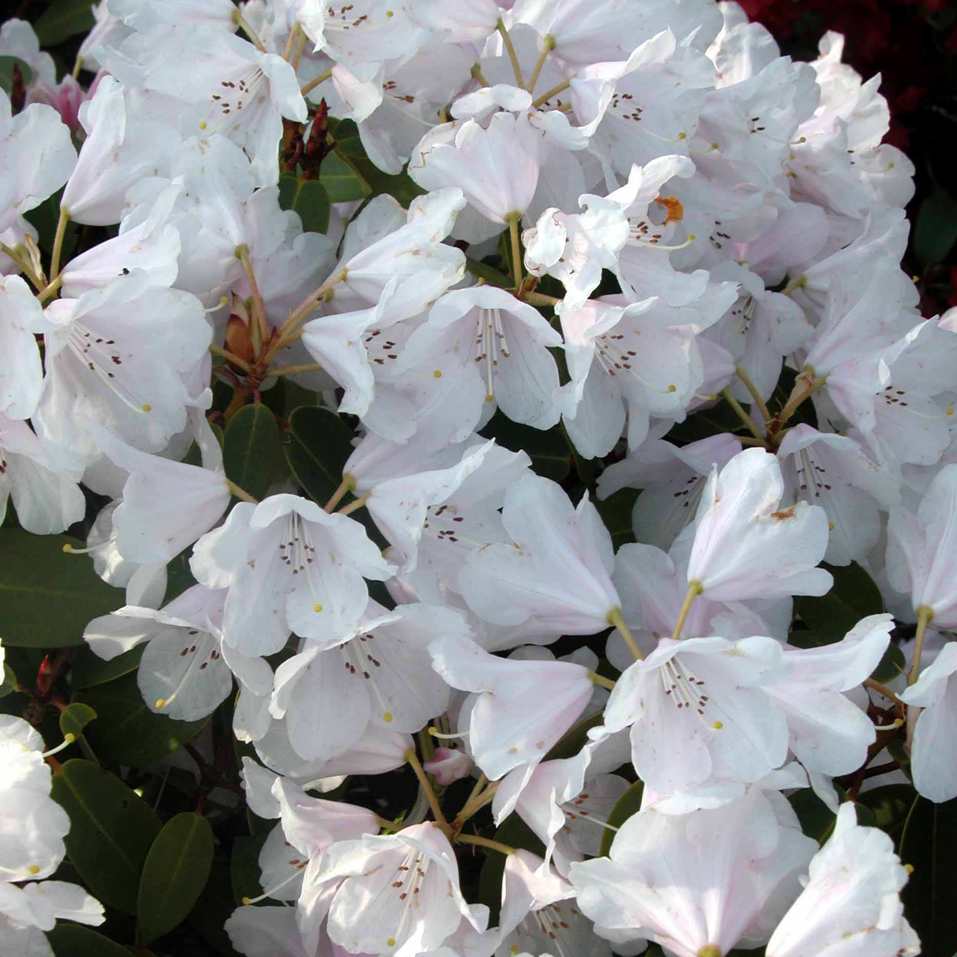 TIBET (WIL) Rhododendron Rhododendron medium growing hybrids