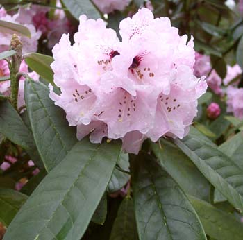 UVARIIFOLIUM Rhododendron Larger Species Rhododendrons