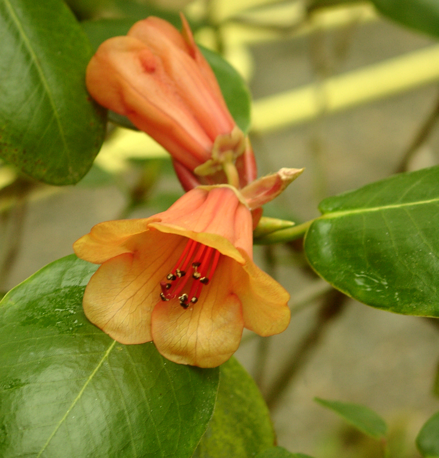 VISCIDIFOLIUM  LS 6557 Rhododendron Larger Species Rhododendrons