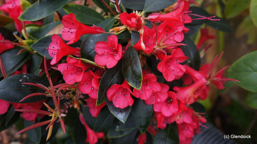 VIALII  CH 7182 Rhododendron Maddenia and Related Rhododendrons