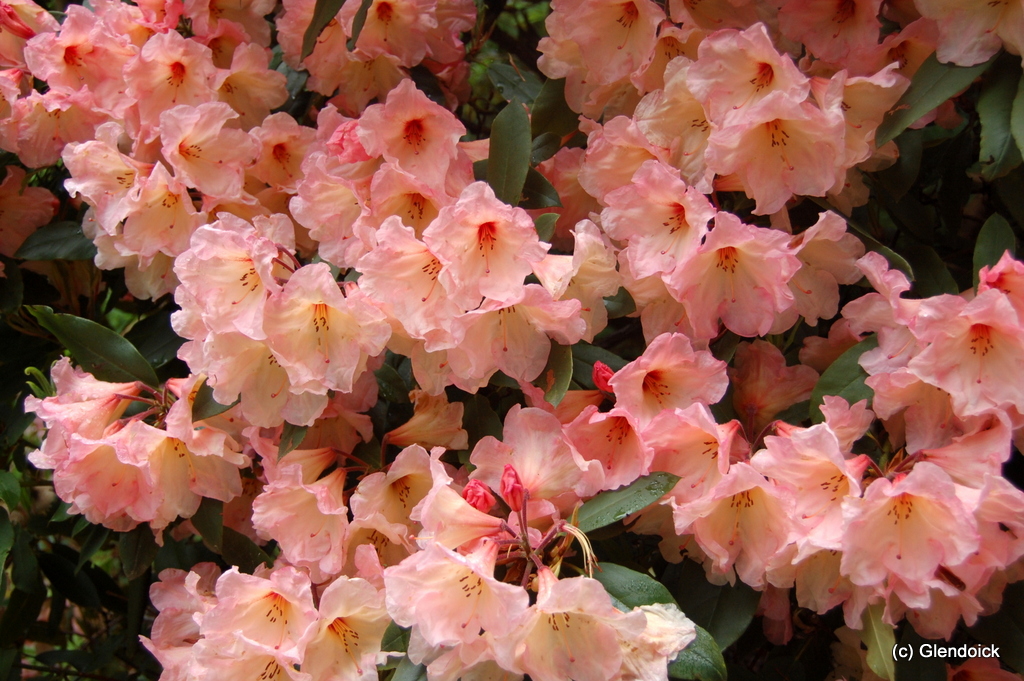 VANESSA PASTEL Rhododendron Rhododendron Larger Hybrids