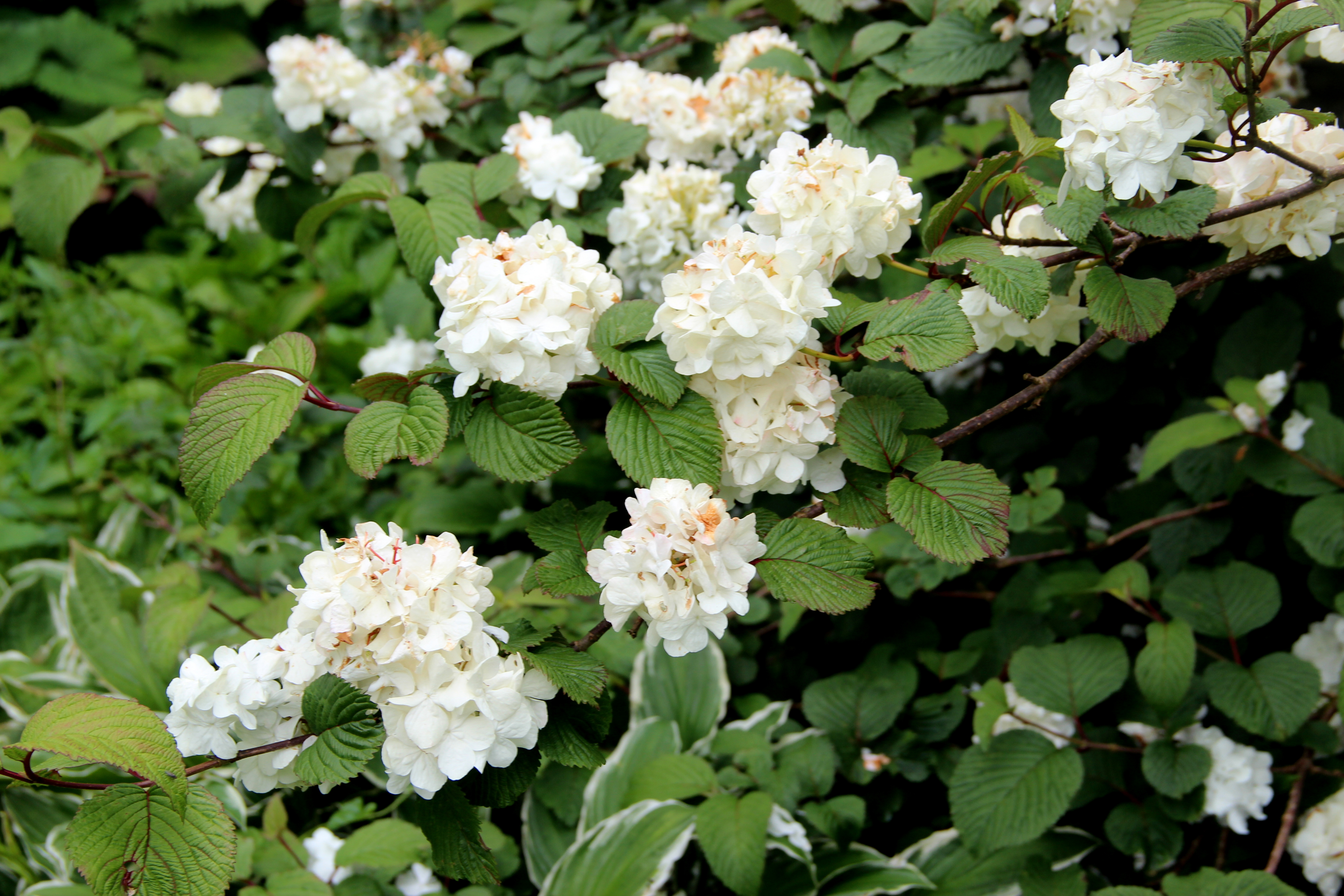 VIBURNUM plicatum Grandiflorum white Viburnum Trees & shrubs