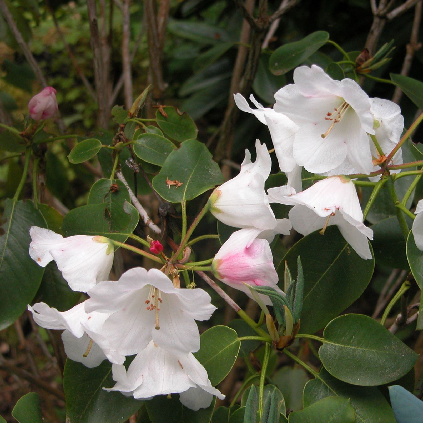WARDII VAR. PURALBUM 3. Elepidote Species Larger Species Rhododendrons