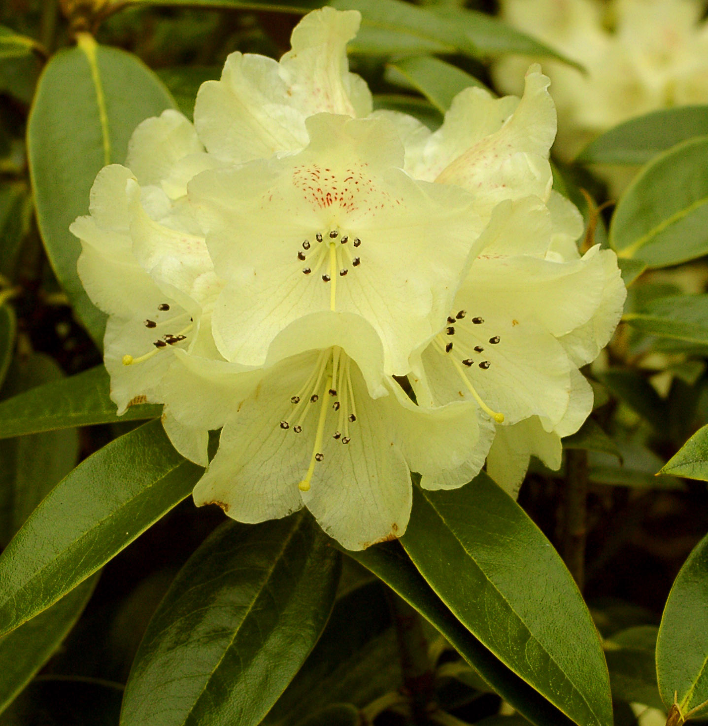 WASONII yellow Rhododendron Larger Species Rhododendrons