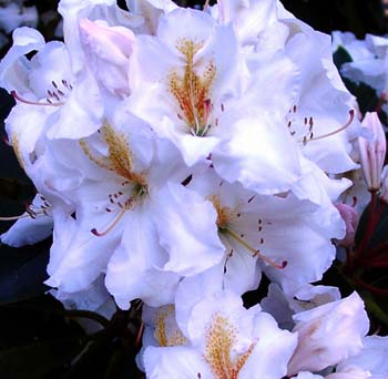 WHITE GOLD Rhododendron Rhododendron Larger Hybrids