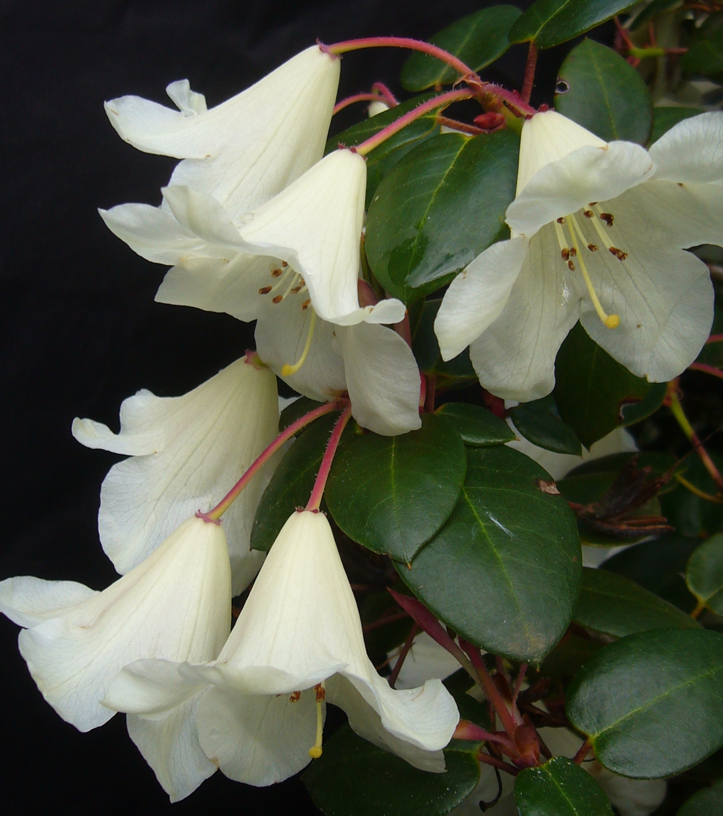 WILLIAMSIANUM WHITE LOCH ARKAIG 0 Rhododendron medium growing hybrids