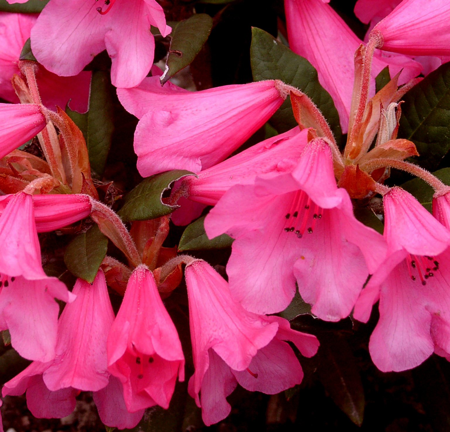 WINSOME (WIL) Rhododendron Rhododendron medium growing hybrids