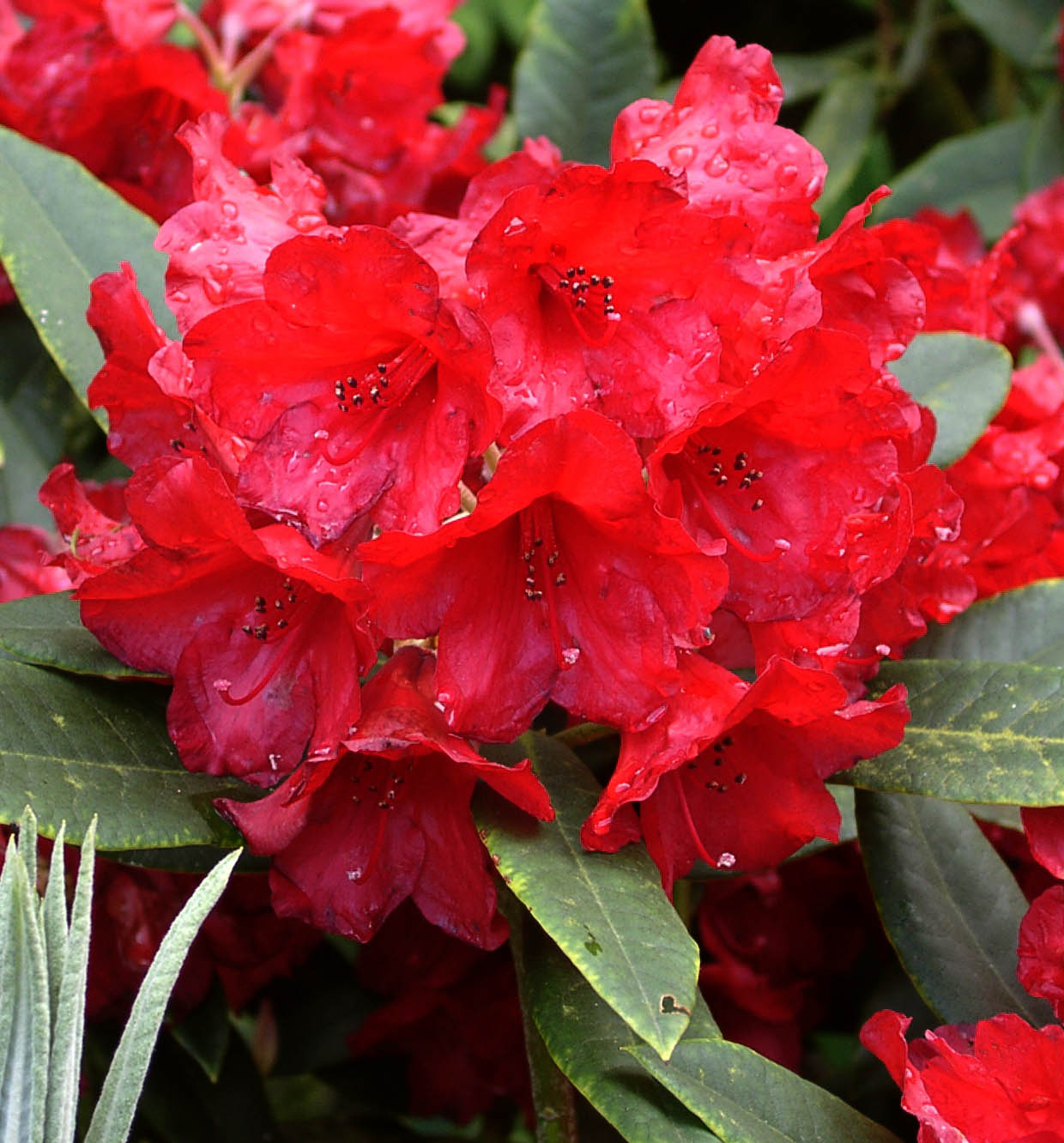 WITCHERY Rhododendron Rhododendron Larger Hybrids