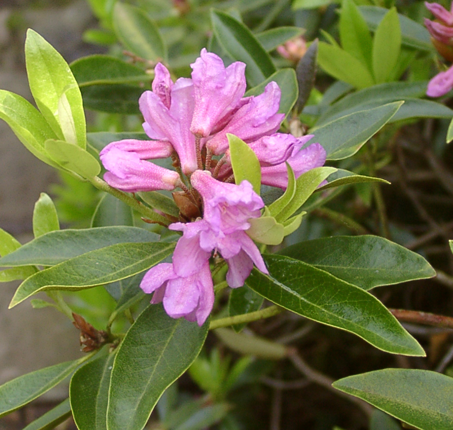 WILSONI Rhododendron Rhododendron Dwarf Species and Hybrids