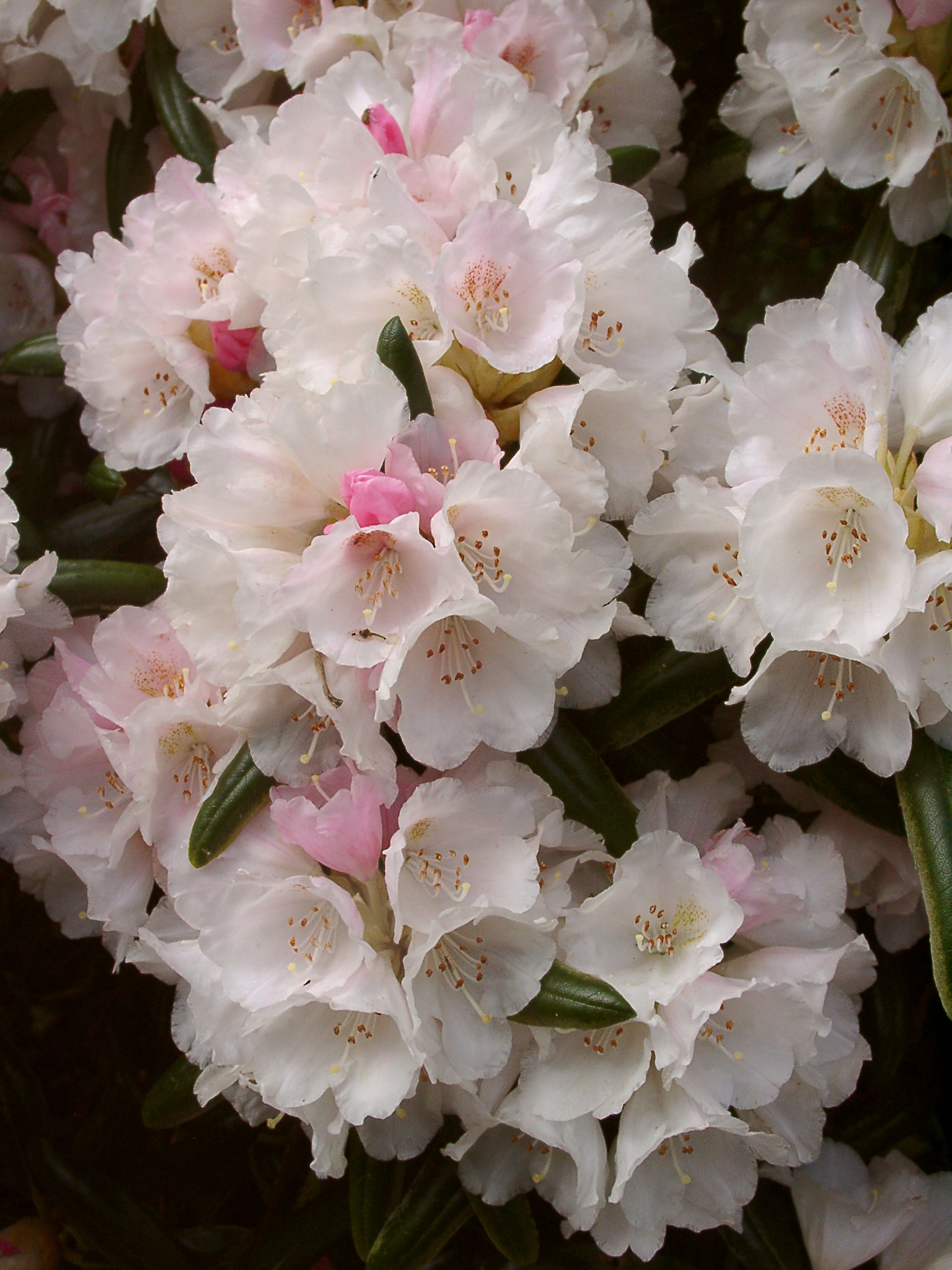 YAKUSHIMANUM FCC KOICHIRO WADA Rhododendron Rhododendron medium growing hybrids