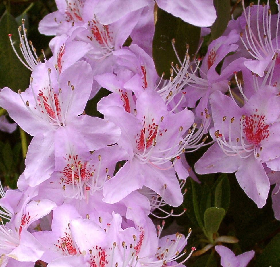 YUNNANENSE PINK Rhododendron Rhododendron Triflora Cinnabarina