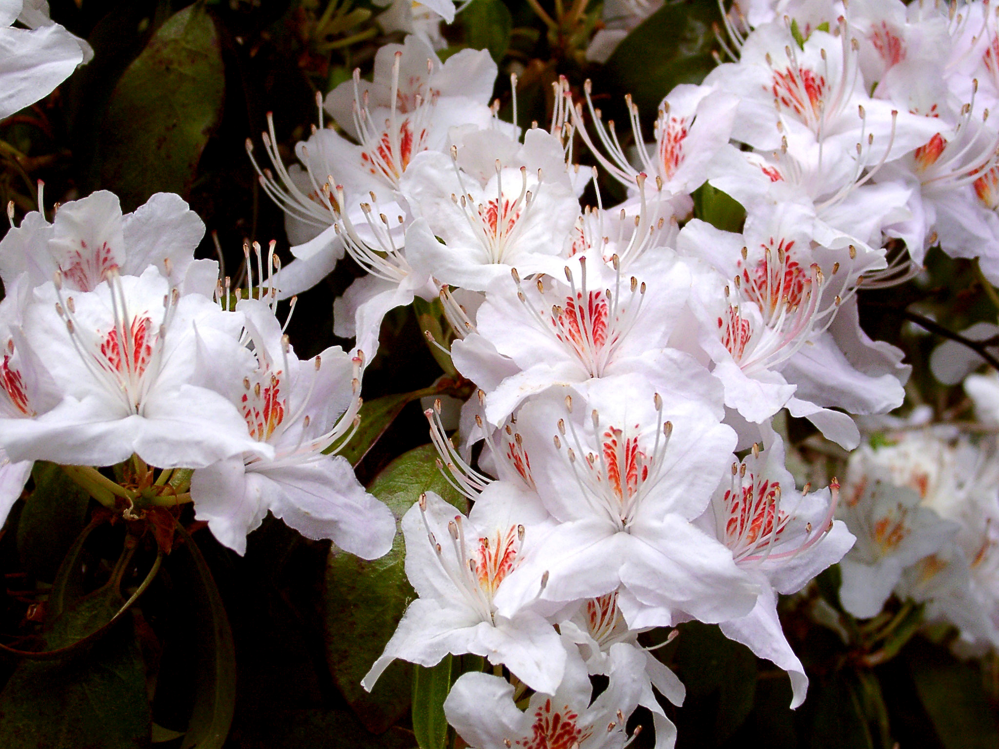 YUNNANENSE WHITE Rhododendron Rhododendron Triflora Cinnabarina