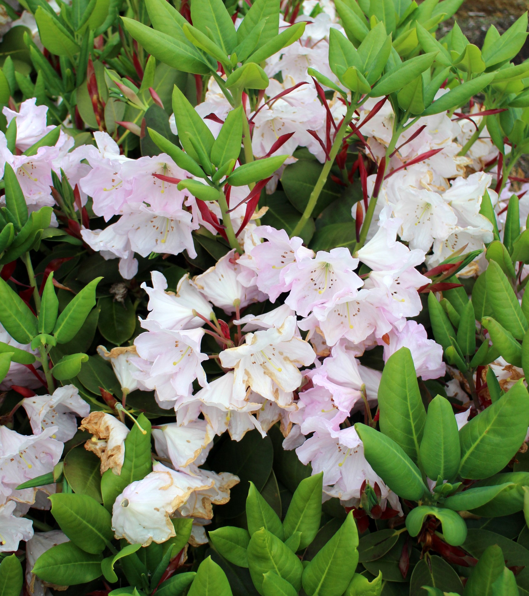 LARGE SPECIMEN RHODODENDRON HYBRID MIXED specimen Rhododendron Specimen Plants